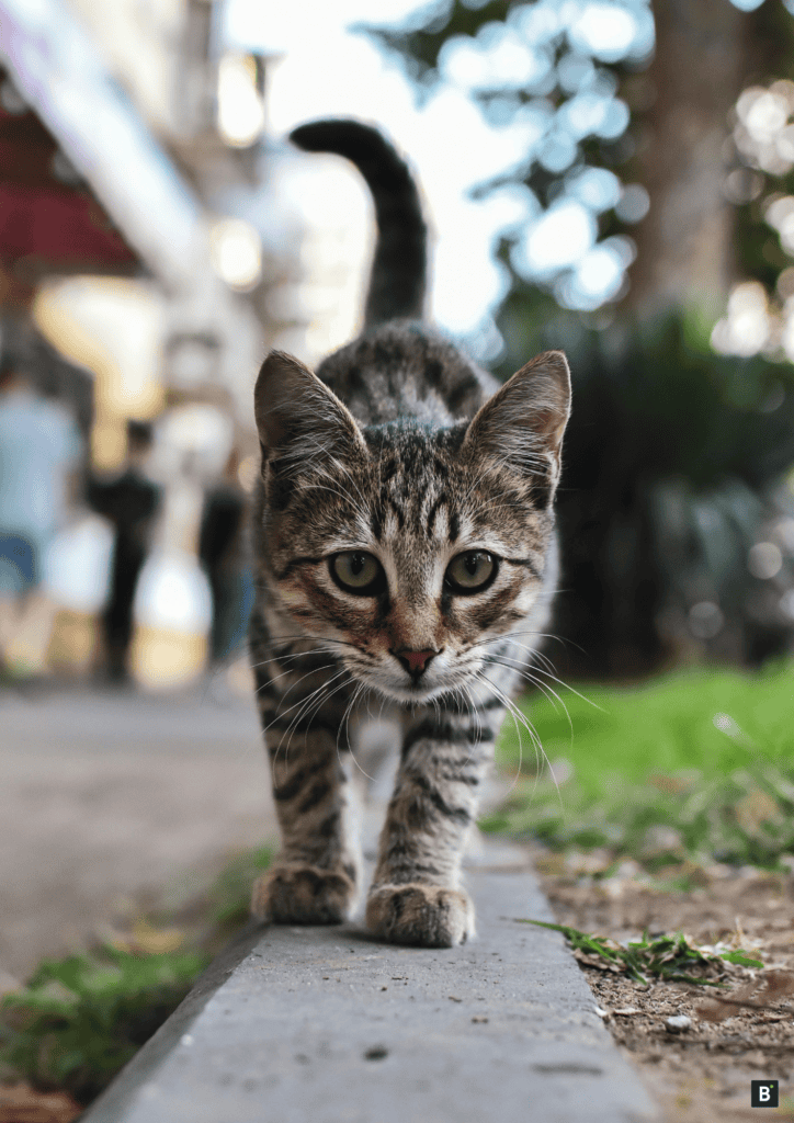 Eine kleine, junge, getigerte Katze läuft neugierig auf einem Bordstein entlang