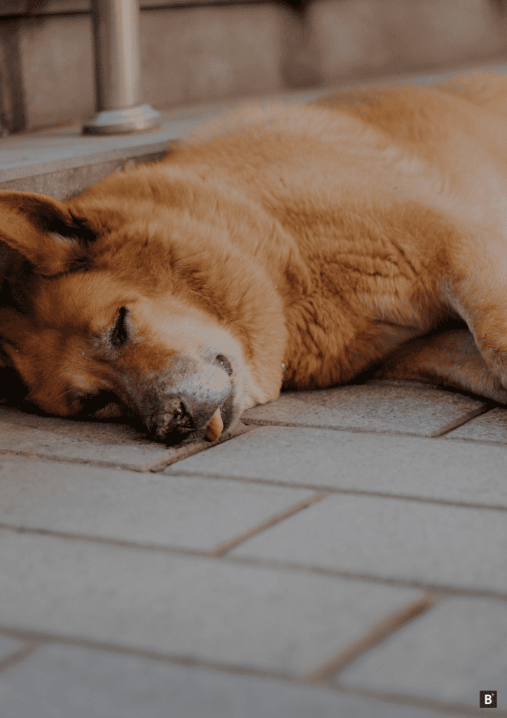 Ein rothaariger Hund schläft auf Pflaster.