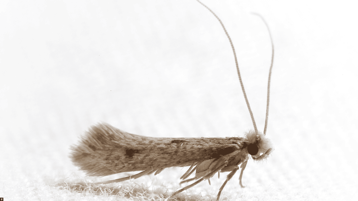 Man sieht eine Kleidermotte stark vergrößert