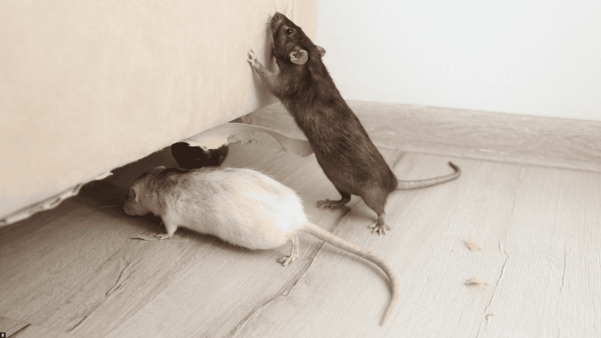Zwei Mäuse halten sich an einem angenagtem Schrank auf
