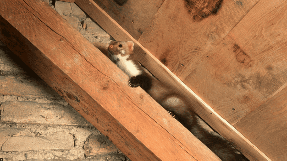 Ein Marder sitzt auf einem Holzbalken