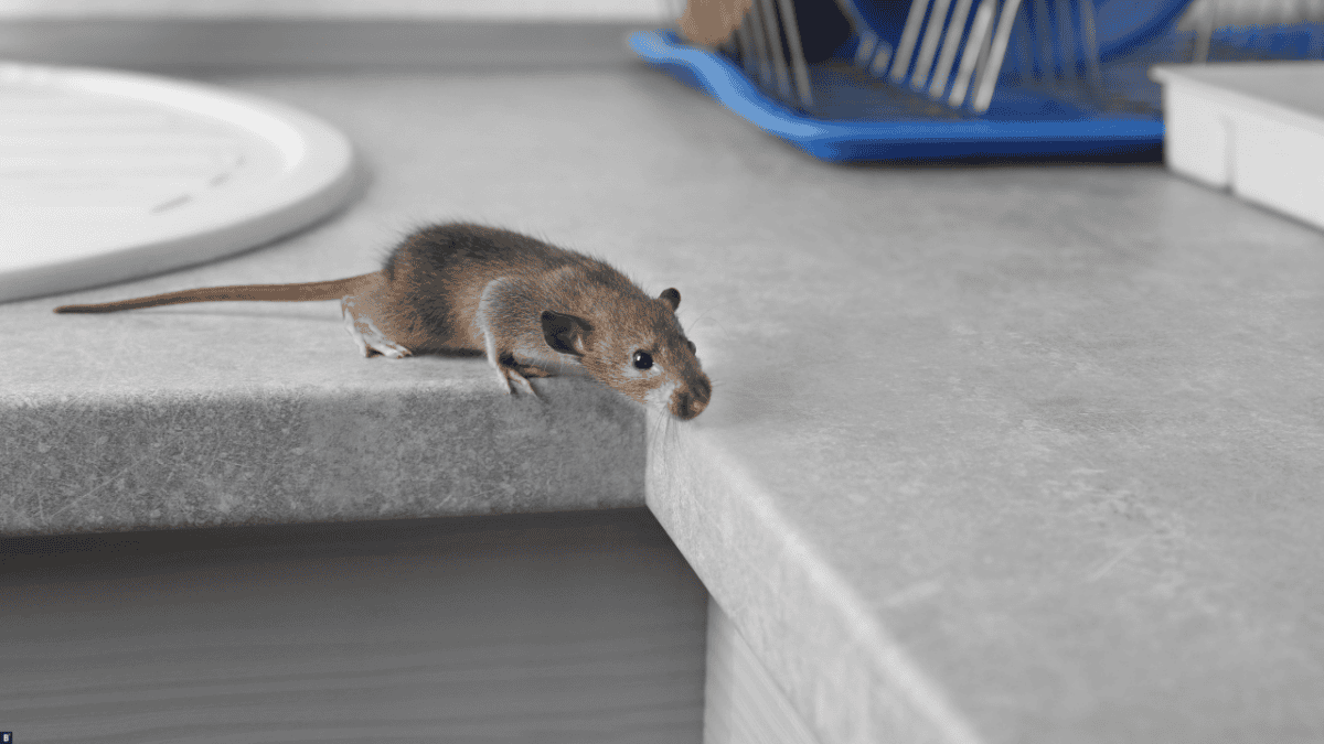 So werden Sie Mäuse im Haus dauerhaft los