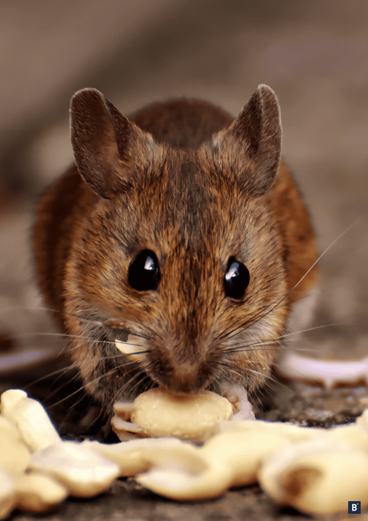 Eine Maus frisst Nüsse