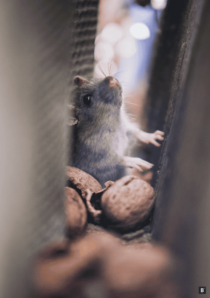 Eine Maus mit Walnüssen