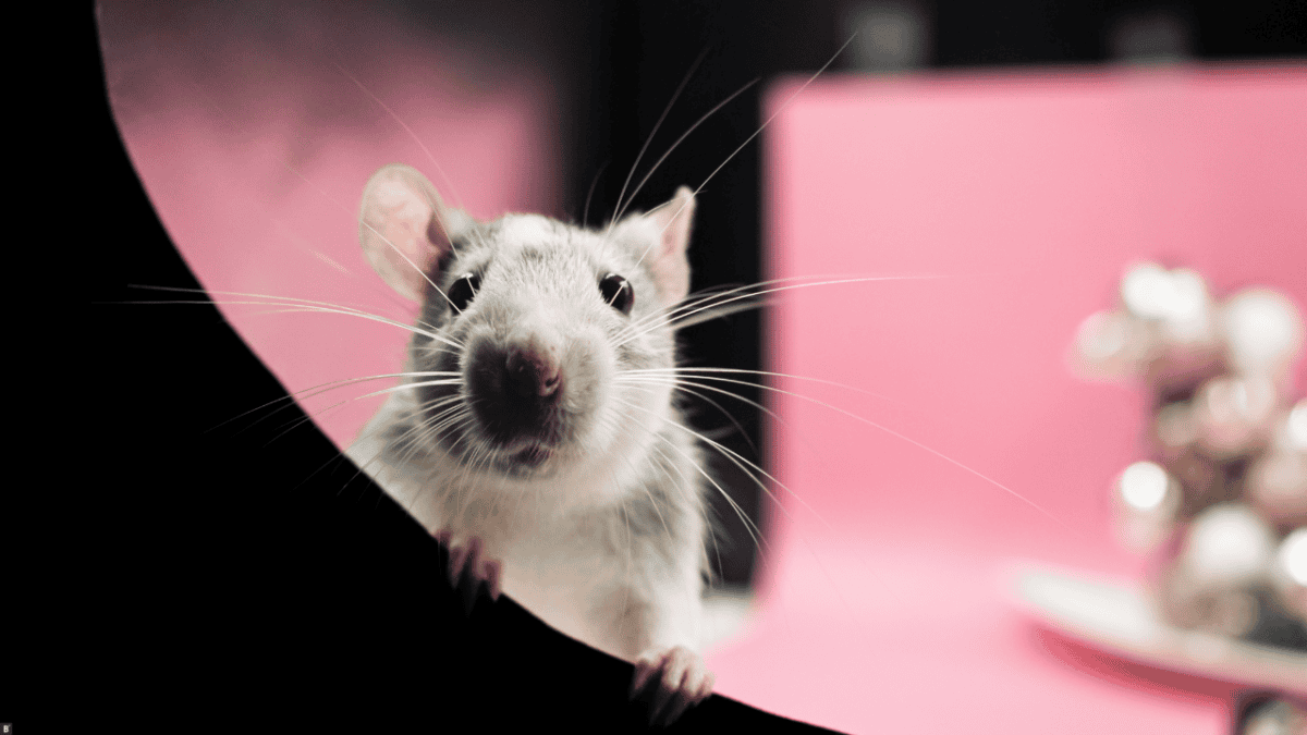 Rattte macht ein Fotoshooting