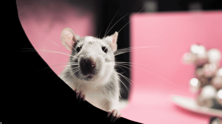 Rattte macht ein Fotoshooting