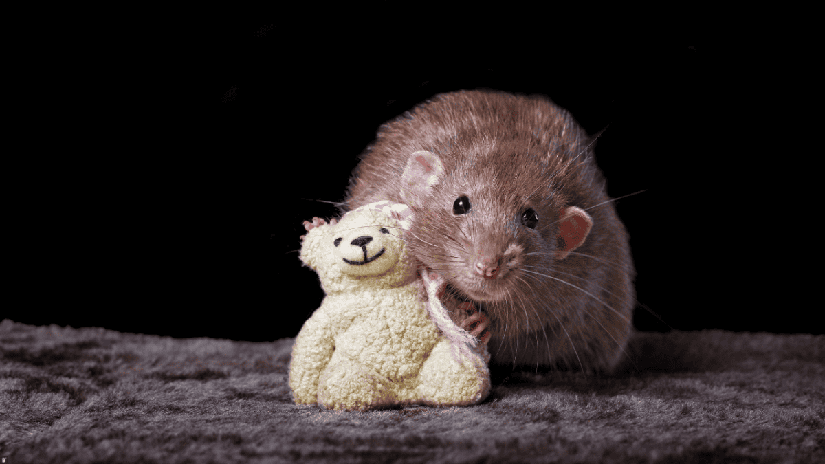 Ratte schaut in die Kamera und kuschelt mit einem Teddy