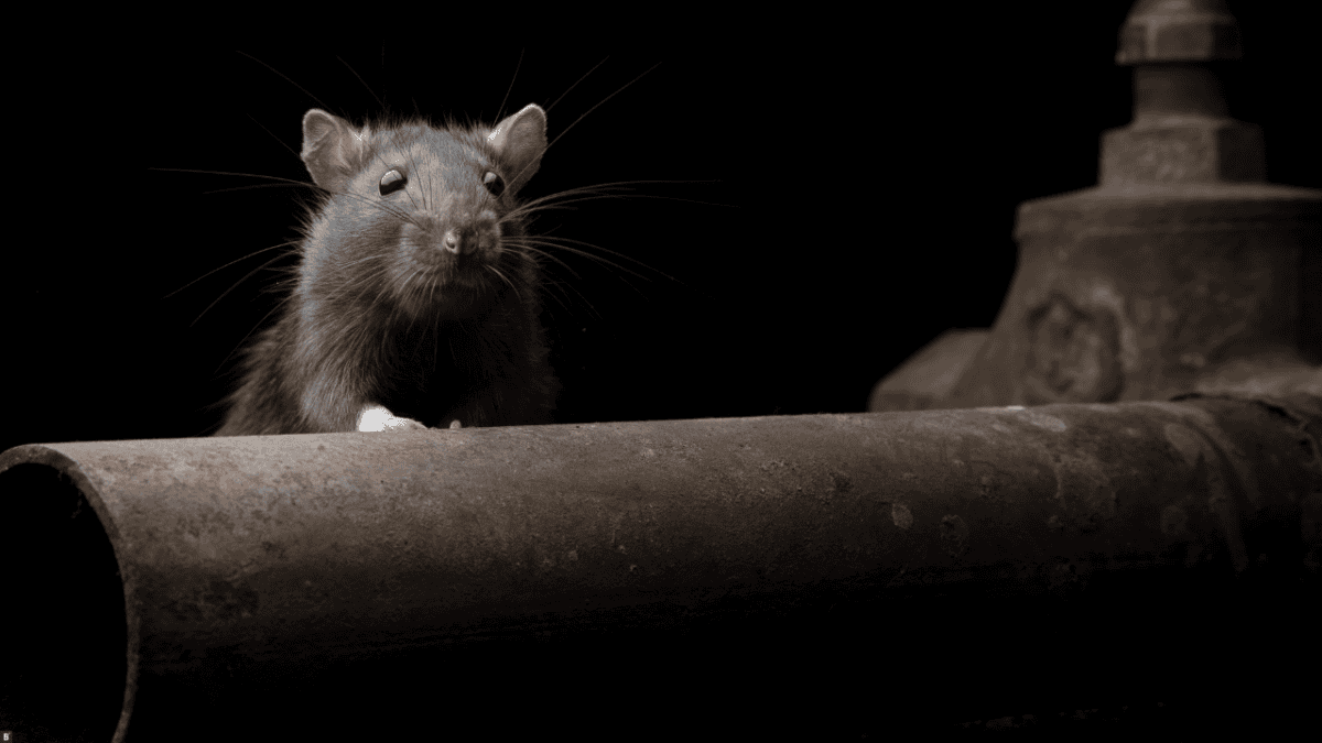Eine graue Ratte schaut über ein verrostetes Rohr