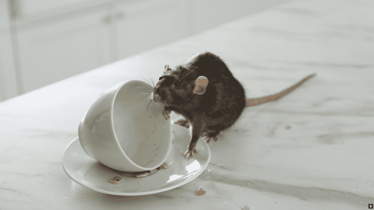 Ratte sitzt auf einem Marmortisch auf einem Tassenuntersetzer und guckt in die Tasse