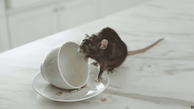 Ratte sitzt auf einem Marmortisch auf einem Tassenuntersetzer und guckt in die Tasse