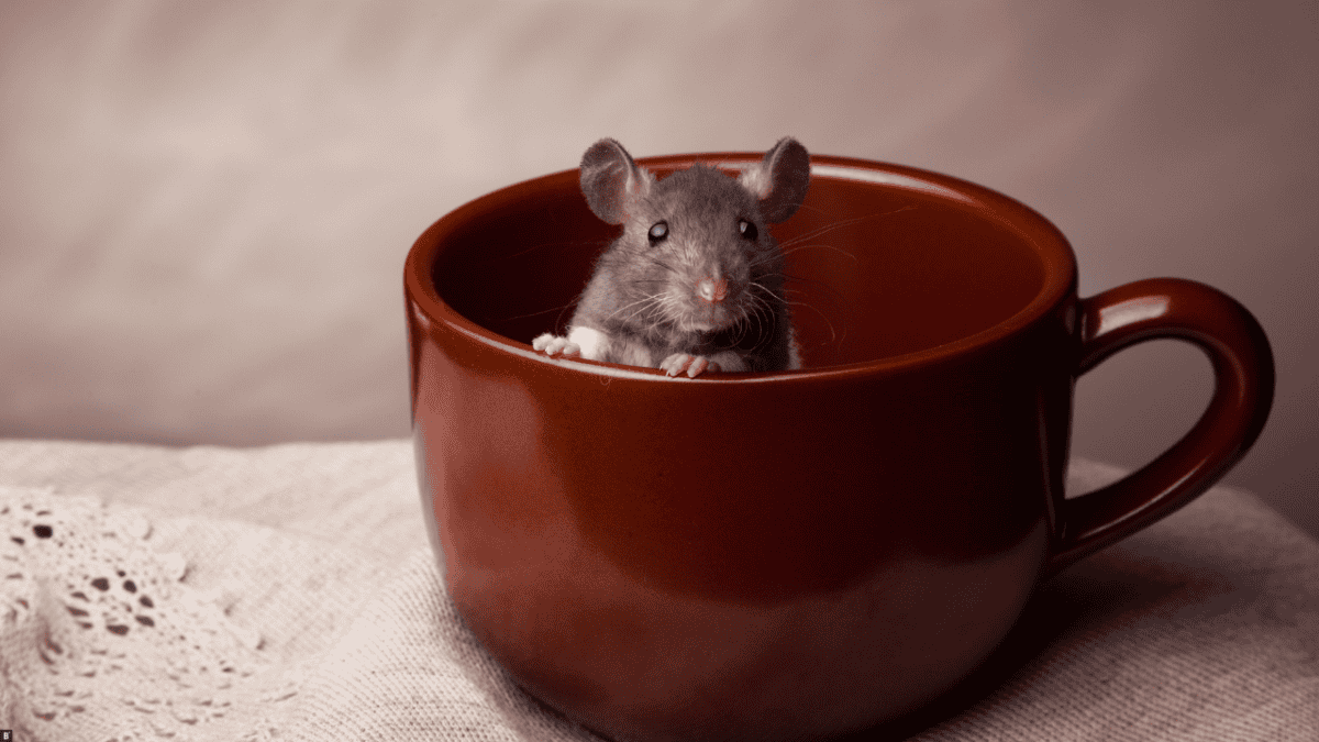 Eine Ratte sitzt in einer roten Keramiktasse.