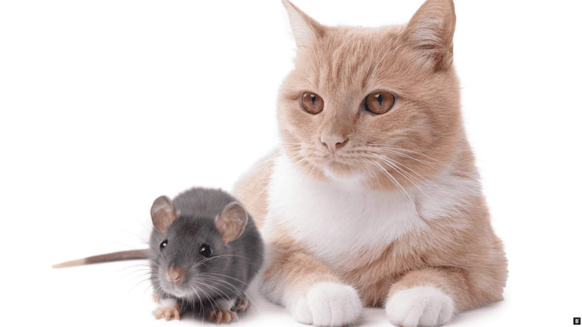 Ratte und Katze sitzen nebeneinander