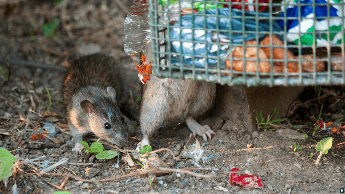Ratten suchen Nahrung an öffentlichen Mülleimern