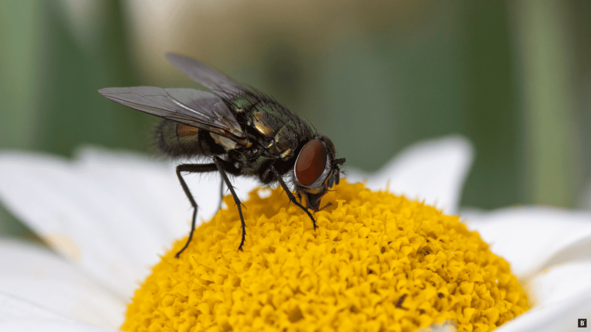 Eine Schmeißfliege auf einer Kamillenblüte