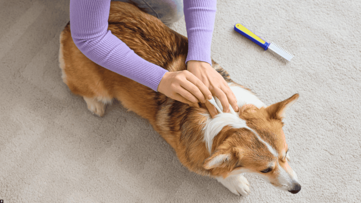 Einem Hund wird ein Spot On gegen Flöhe aufgetragen