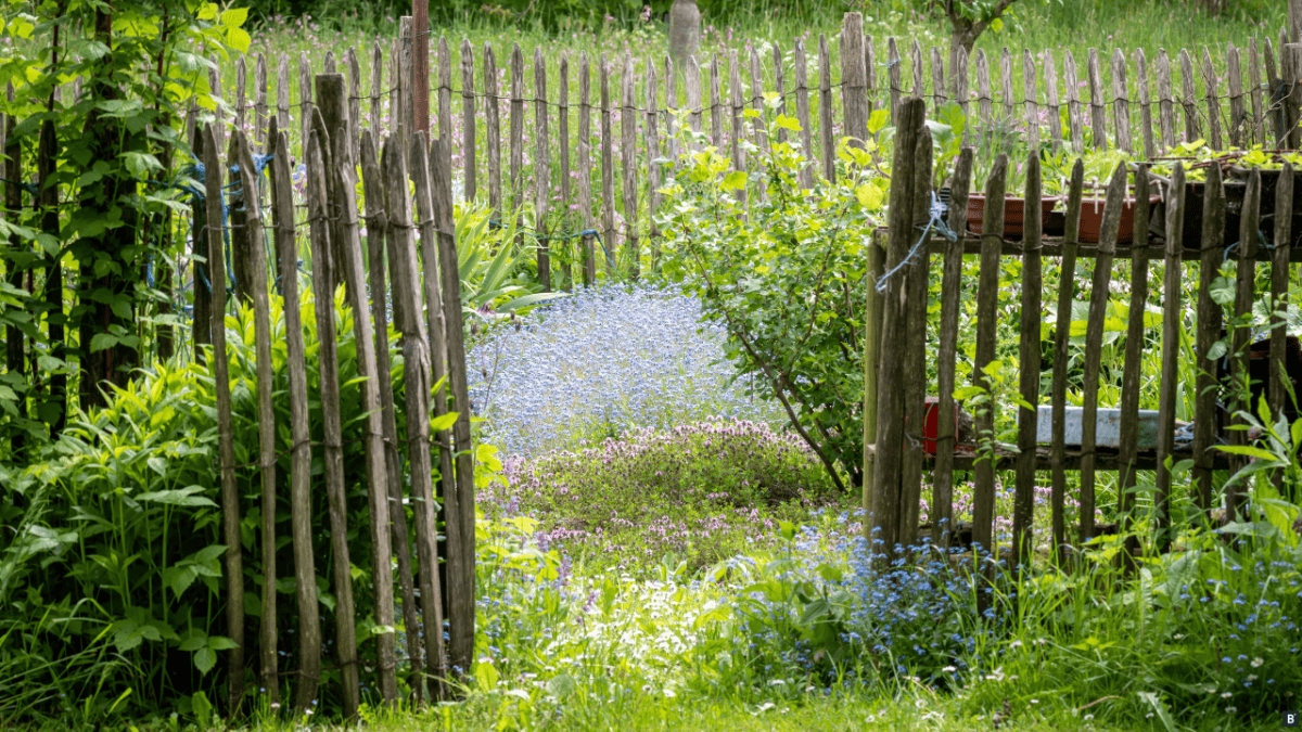 Ein Staketenzaun im Bauerngarten