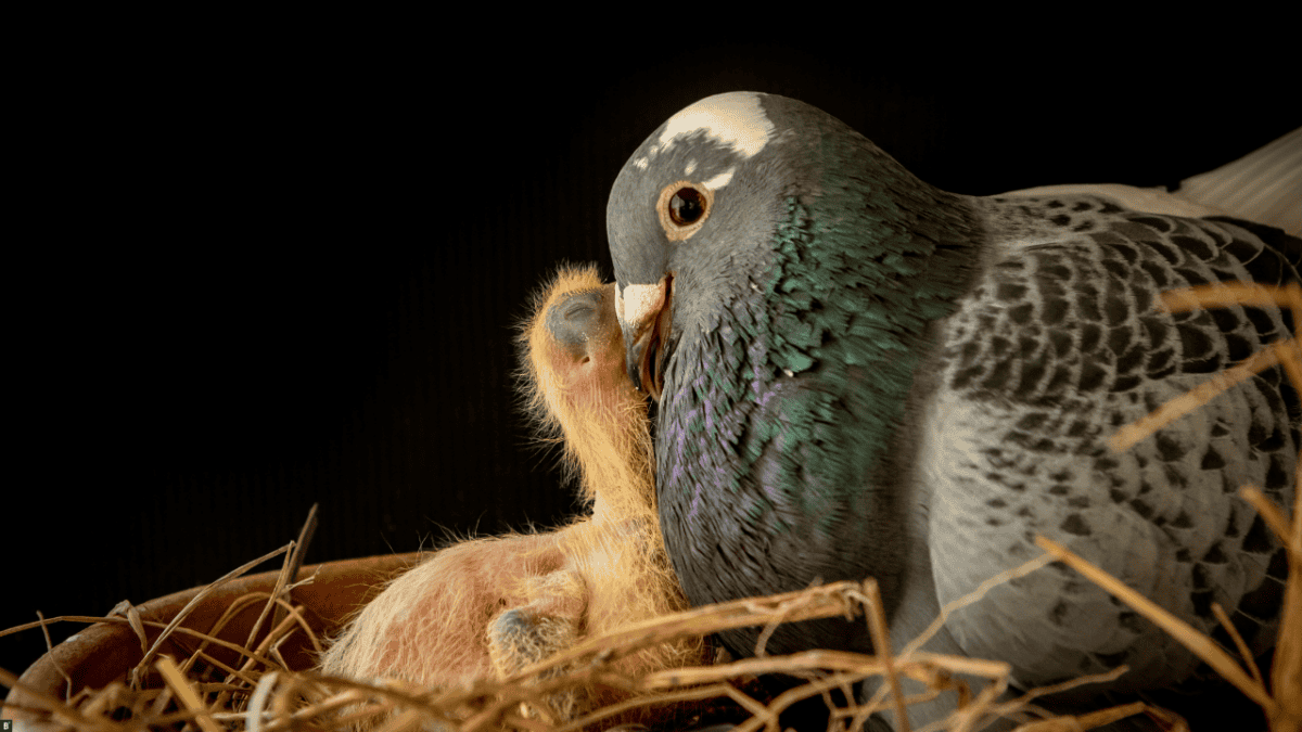 Taube mit Jungvogel im Nest