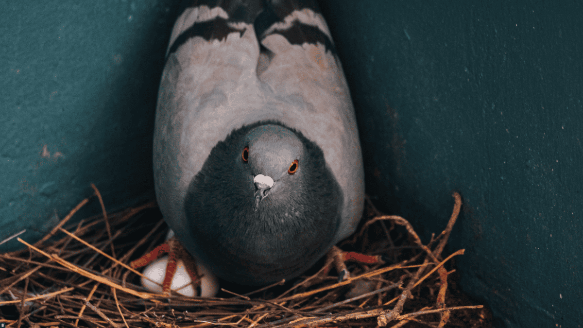 Taube beschützt Ei im Nest