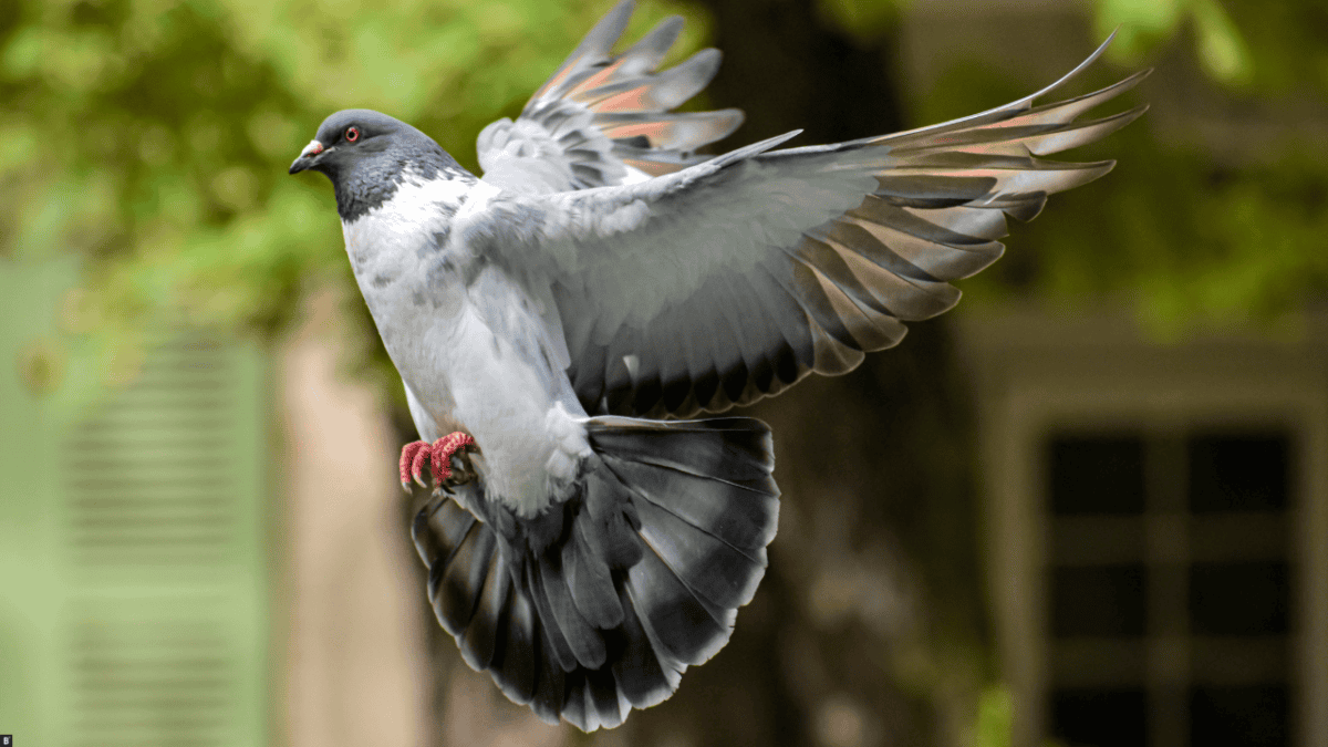 Taube im Anflug