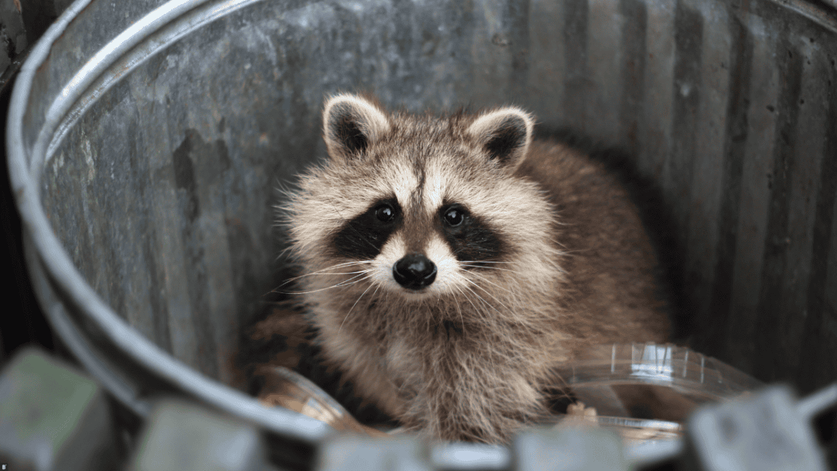 Waschbär in offener Mülltonne