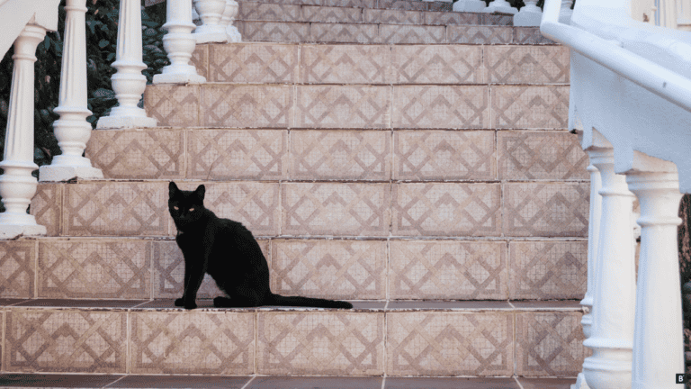 Eine schwarze Katze sitzt auf einer gefliesten Treppe