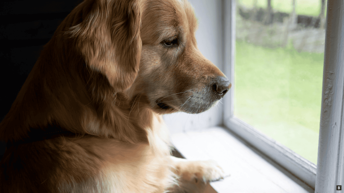 Ein Goldenretriever schaut wartend durch ein altes weißes Holzfenster