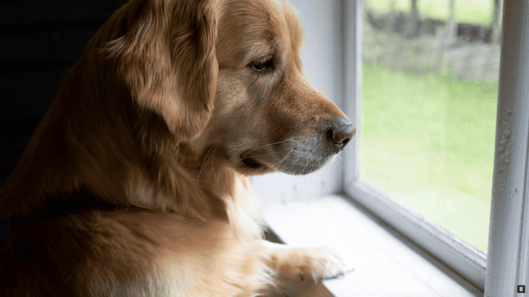 Ein Goldenretriever schaut wartend durch ein altes weißes Holzfenster