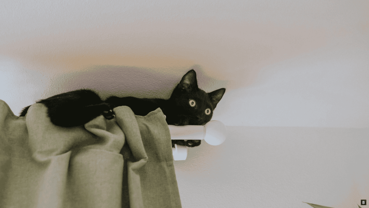 Katze liegt auf einer Gardinenstange