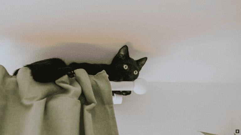 Katze liegt auf einer Gardinenstange