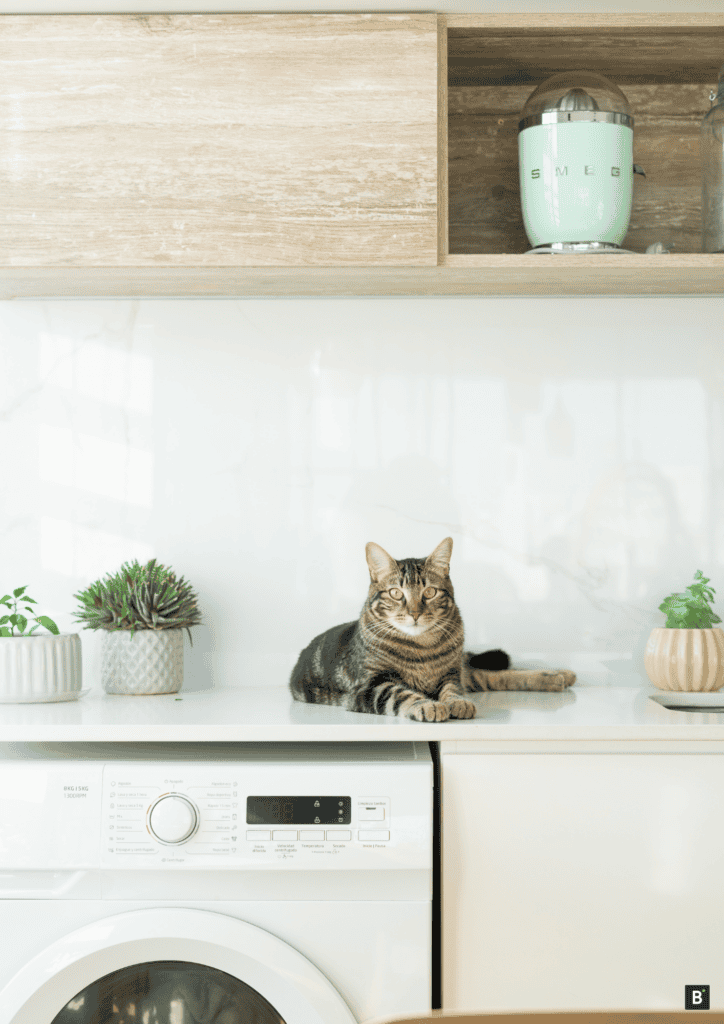 Eine getigerte Katze liegt auf einer Küchenarbeitsplatte. Darunter befinden sich Haushaltsgeräte.