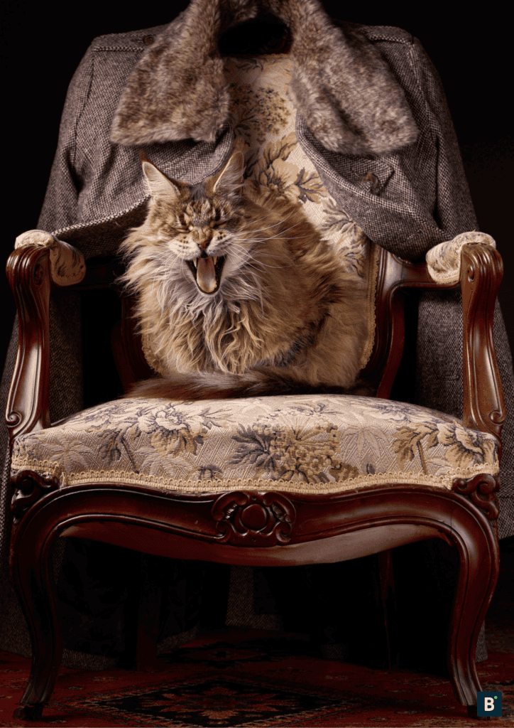 Gähnende Katze auf Stuhl